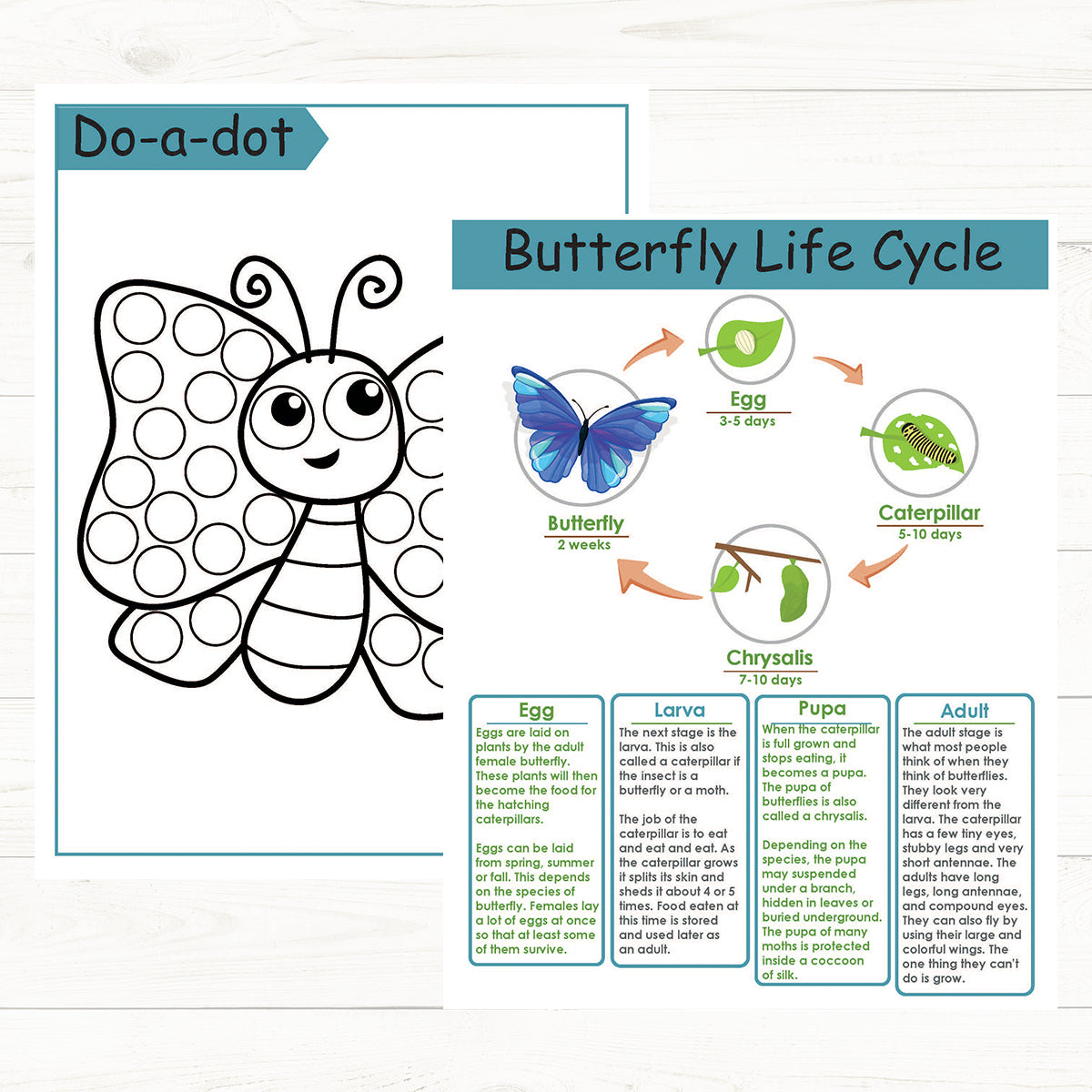 life cycle of a butterfly worksheet