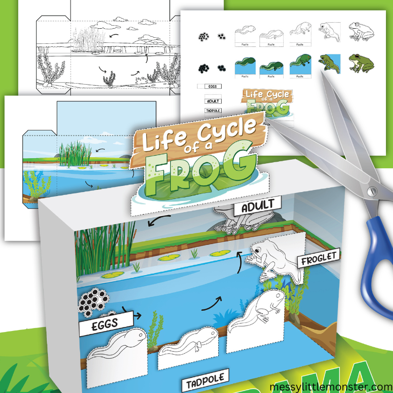3D Life Cycle of a Frog Printable Craft – Messy Little Monster Shop for Frog Life Cycle Printable Pdf Free