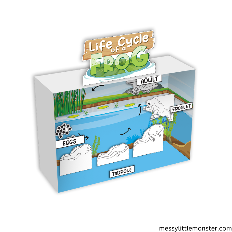3D Life Cycle of a Frog Printable Craft – Messy Little Monster Shop for Frog Life Cycle Printable Pdf Free