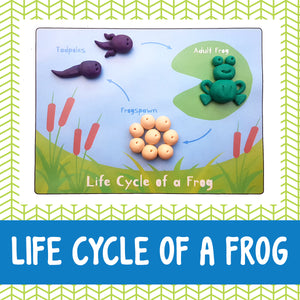 frog life cycle playdough mat