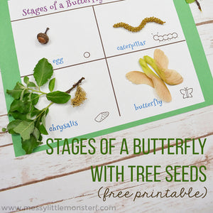 Life Cycle of a Butterfly Printable