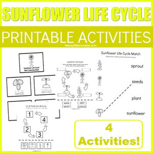 Sunflower Life Cycle Activities