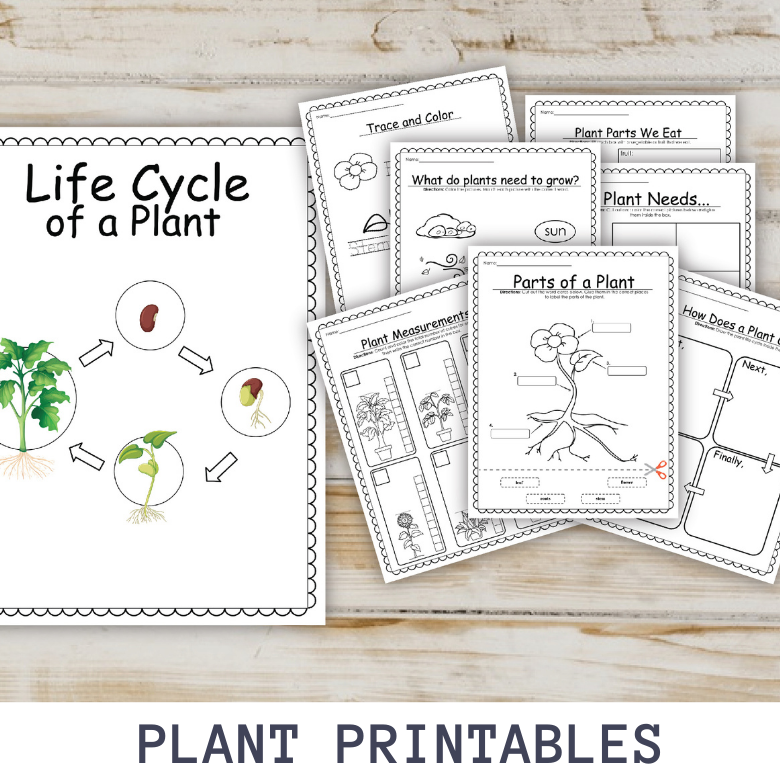 plant-printable-activities-messy-little-monster-shop for Free Printable Parts Of A Plant Worksheet Plant Printable Activities – Messy Little Monster Shop for Free Printable Parts Of A Plant Worksheet